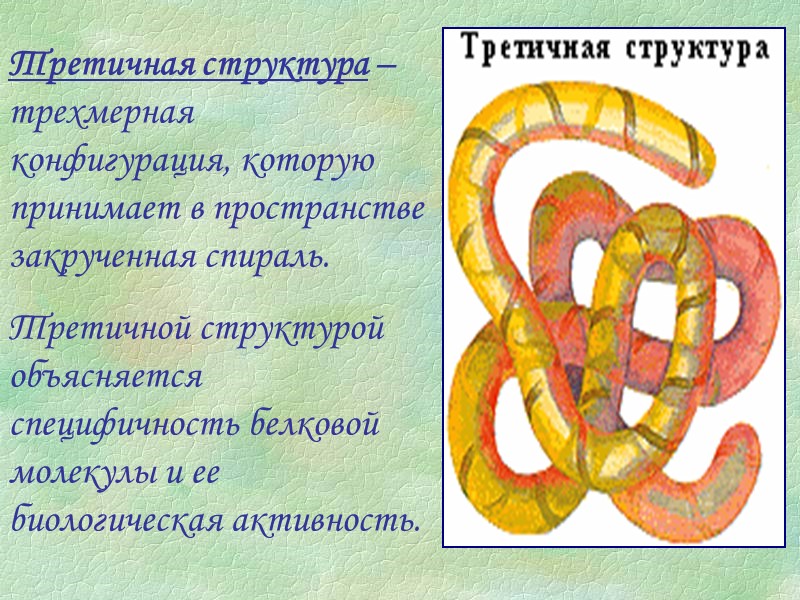 Третичная структура – трехмерная  конфигурация, которую принимает в пространстве закрученная спираль. Третичной структурой